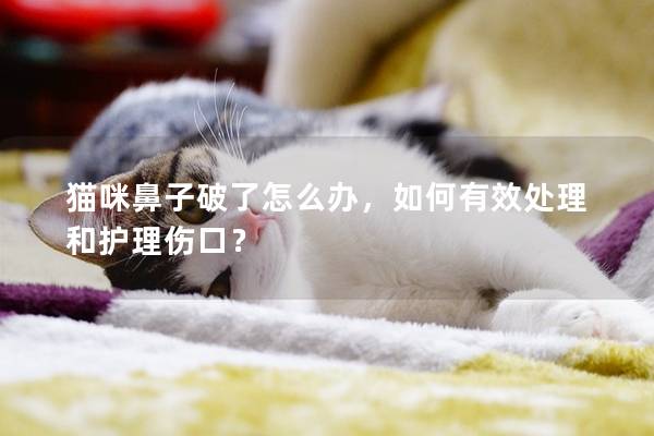 猫咪鼻子破了怎么办，如何有效处理和护理伤口？