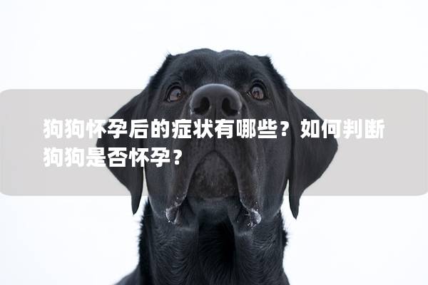 狗狗怀孕后的症状有哪些？如何判断狗狗是否怀孕？