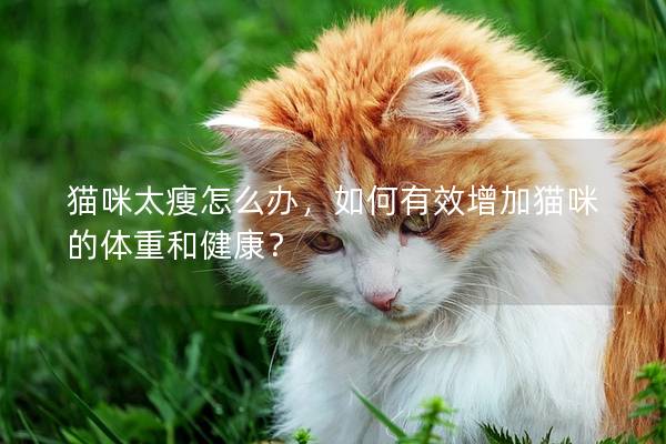 猫咪太瘦怎么办，如何有效增加猫咪的体重和健康？