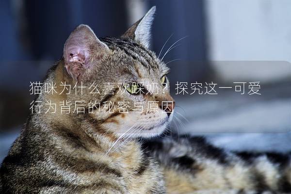 猫咪为什么喜欢踩奶？探究这一可爱行为背后的秘密与原因