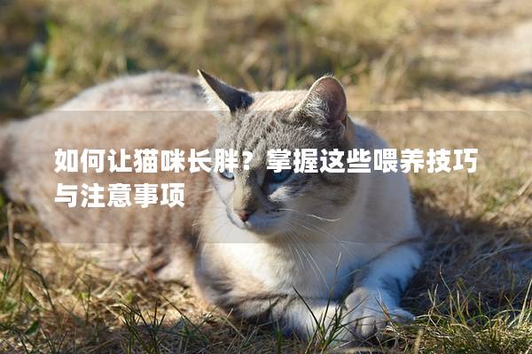 如何让猫咪长胖？掌握这些喂养技巧与注意事项