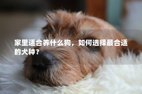 家里适合养什么狗，如何选择最合适的犬种？