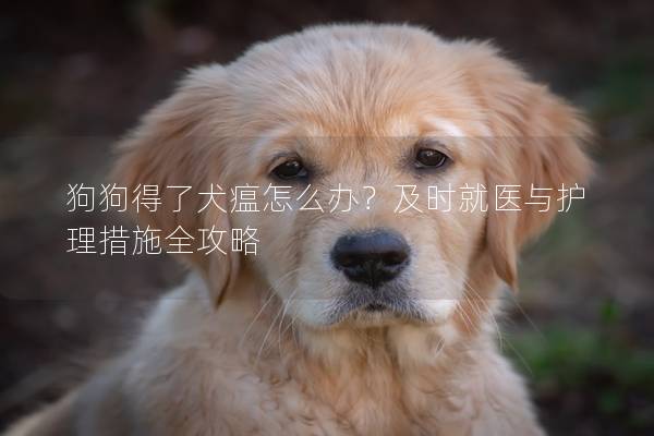 狗狗得了犬瘟怎么办？及时就医与护理措施全攻略