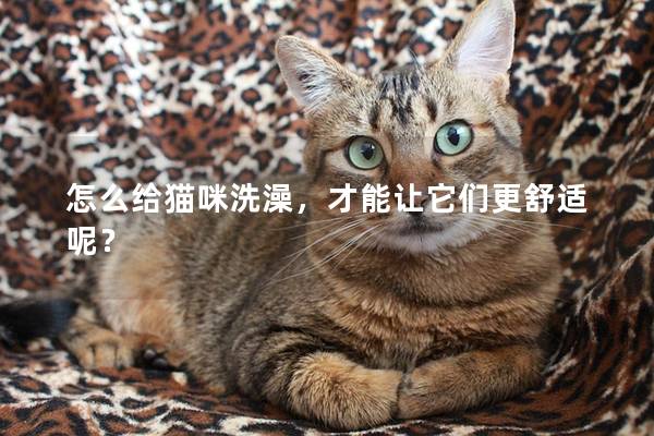 怎么给猫咪洗澡，才能让它们更舒适呢？