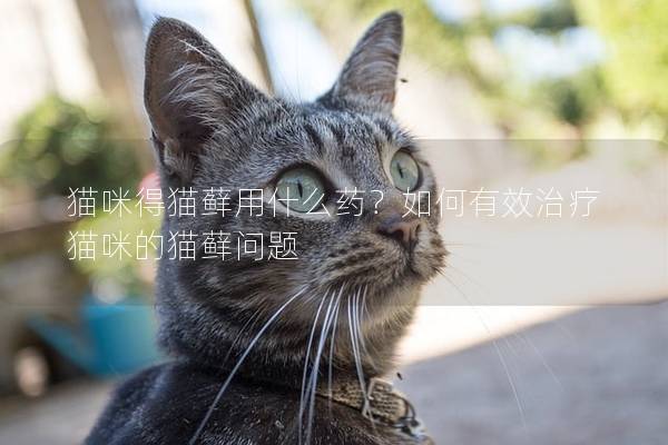 猫咪得猫藓用什么药？如何有效治疗猫咪的猫藓问题