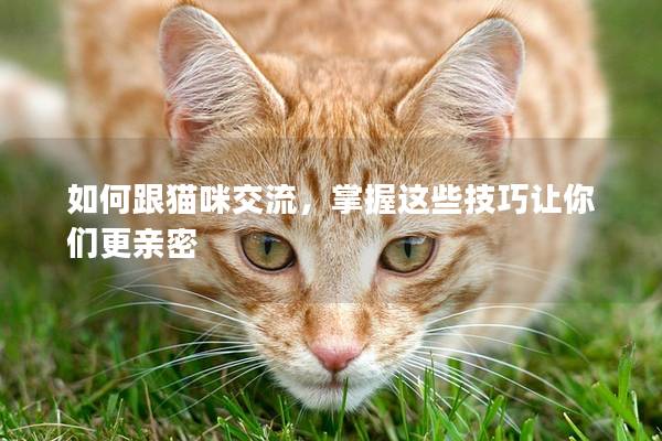 如何跟猫咪交流，掌握这些技巧让你们更亲密