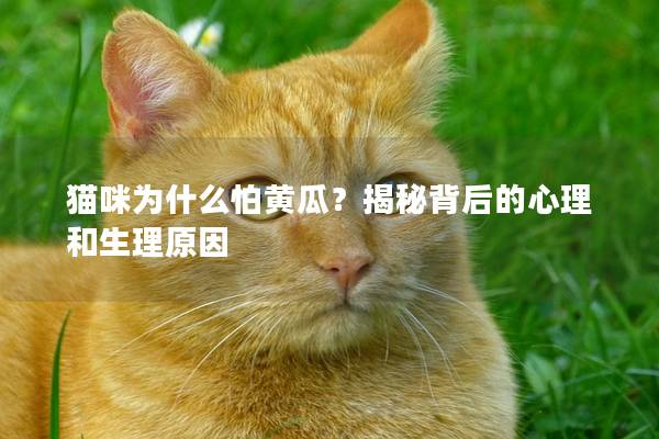 猫咪为什么怕黄瓜？揭秘背后的心理和生理原因