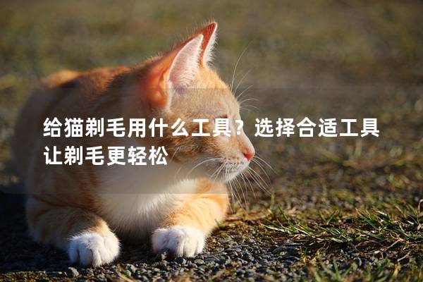 给猫剃毛用什么工具？选择合适工具让剃毛更轻松