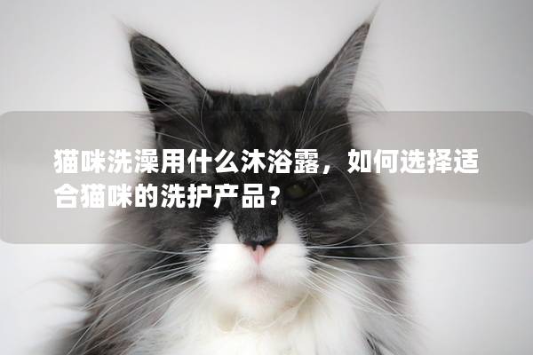 猫咪洗澡用什么沐浴露，如何选择适合猫咪的洗护产品？