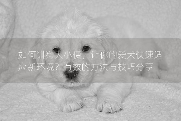 如何训狗大小便，让你的爱犬快速适应新环境？有效的方法与技巧分享