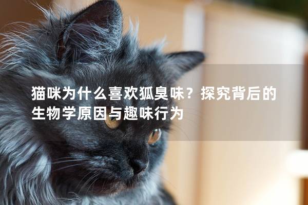 猫咪为什么喜欢狐臭味？探究背后的生物学原因与趣味行为