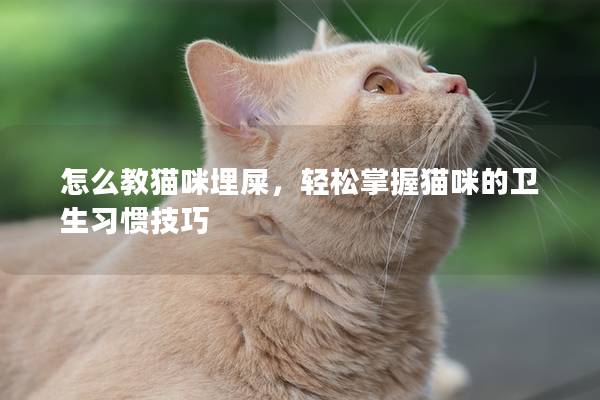 怎么教猫咪埋屎，轻松掌握猫咪的卫生习惯技巧