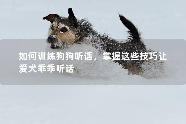 如何训练狗狗听话，掌握这些技巧让爱犬乖乖听话