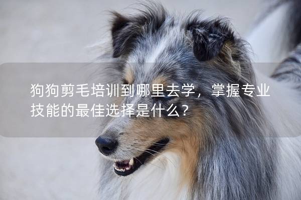 狗狗剪毛培训到哪里去学，掌握专业技能的最佳选择是什么？