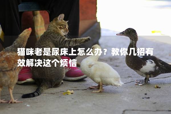 猫咪老是尿床上怎么办？教你几招有效解决这个烦恼