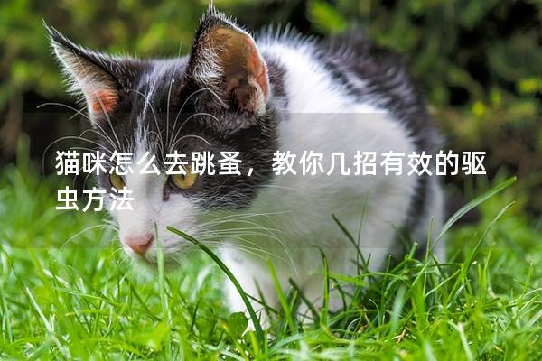 猫咪怎么去跳蚤，教你几招有效的驱虫方法