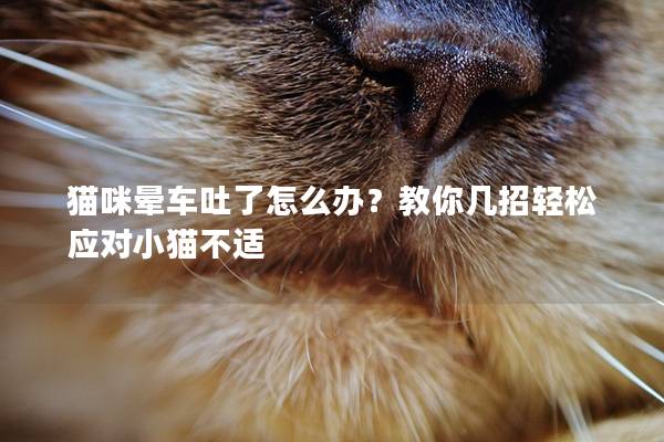 猫咪晕车吐了怎么办？教你几招轻松应对小猫不适