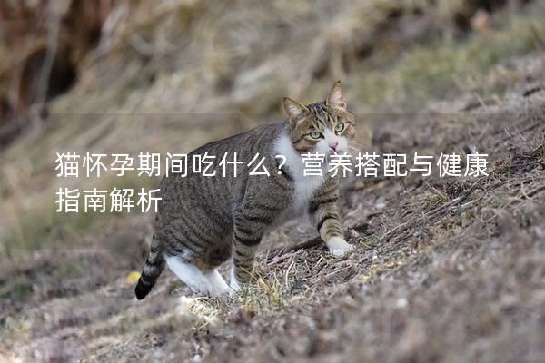 猫怀孕期间吃什么？营养搭配与健康指南解析