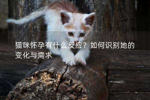 猫咪怀孕有什么反应？如何识别她的变化与需求