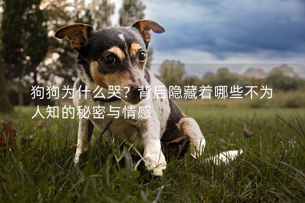 狗狗为什么哭？背后隐藏着哪些不为人知的秘密与情感