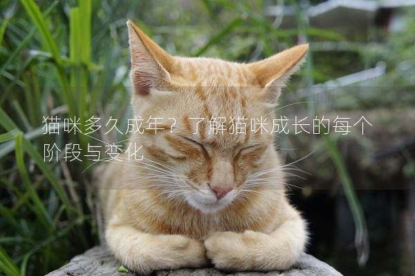 猫咪多久成年？了解猫咪成长的每个阶段与变化