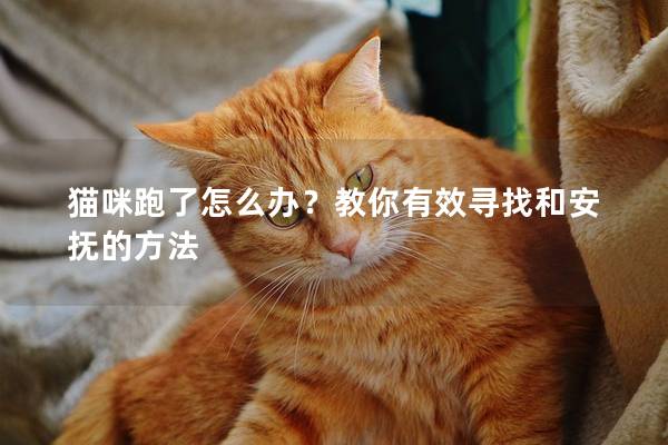 猫咪跑了怎么办？教你有效寻找和安抚的方法