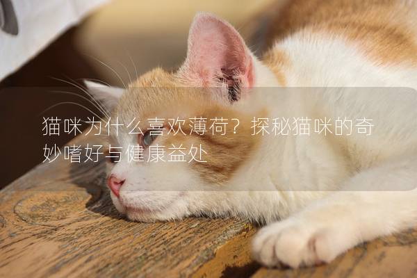 猫咪为什么喜欢薄荷？探秘猫咪的奇妙嗜好与健康益处