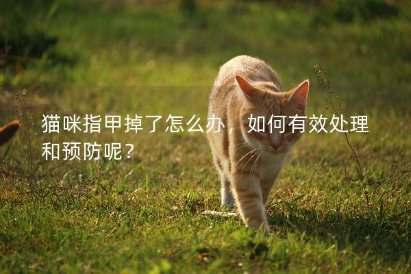 猫咪指甲掉了怎么办，如何有效处理和预防呢？