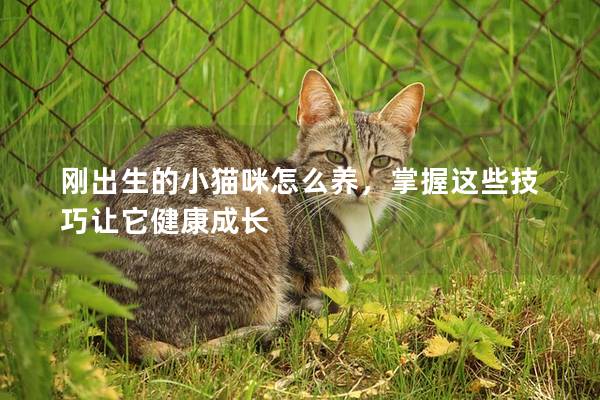 刚出生的小猫咪怎么养，掌握这些技巧让它健康成长