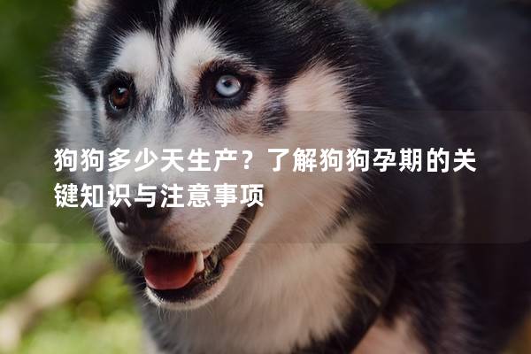 狗狗多少天生产？了解狗狗孕期的关键知识与注意事项