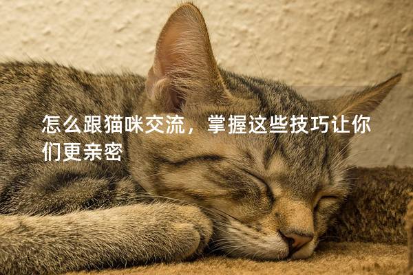 怎么跟猫咪交流，掌握这些技巧让你们更亲密