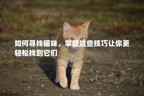 如何寻找猫咪，掌握这些技巧让你更轻松找到它们