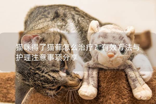 猫咪得了猫藓怎么治疗？有效方法与护理注意事项分享