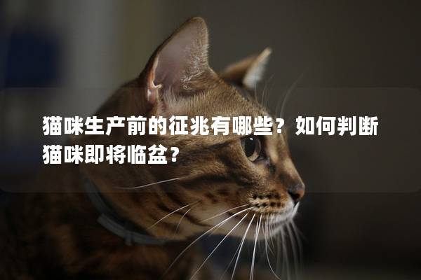 猫咪生产前的征兆有哪些？如何判断猫咪即将临盆？