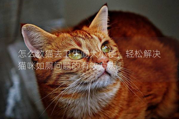 怎么教猫去卫生间大小便，轻松解决猫咪如厕问题的有效方法