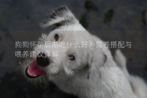 狗狗怀孕后期吃什么好？营养搭配与喂养建议详解