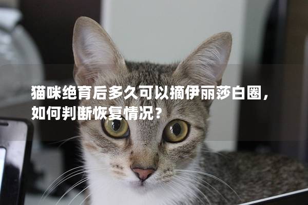 猫咪绝育后多久可以摘伊丽莎白圈，如何判断恢复情况？