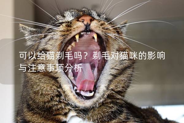 可以给猫剃毛吗？剃毛对猫咪的影响与注意事项分析