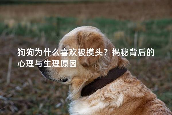 狗狗为什么喜欢被摸头？揭秘背后的心理与生理原因