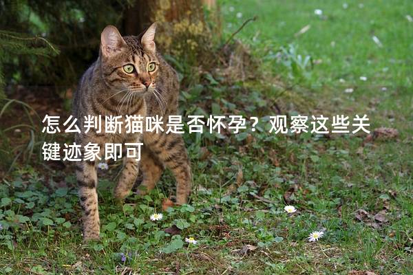 怎么判断猫咪是否怀孕？观察这些关键迹象即可