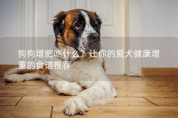 狗狗增肥吃什么？让你的爱犬健康增重的食谱推荐