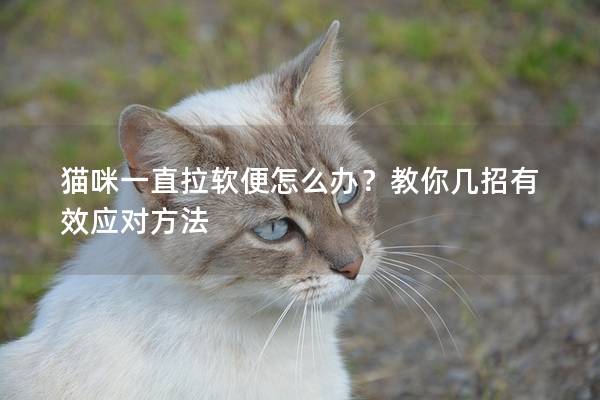 猫咪一直拉软便怎么办？教你几招有效应对方法