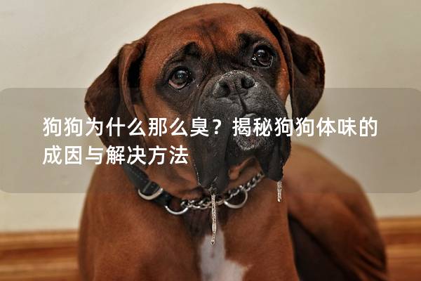 狗狗为什么那么臭？揭秘狗狗体味的成因与解决方法