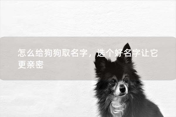 怎么给狗狗取名字，选个好名字让它更亲密