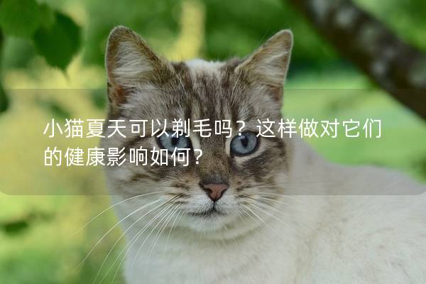 小猫夏天可以剃毛吗？这样做对它们的健康影响如何？