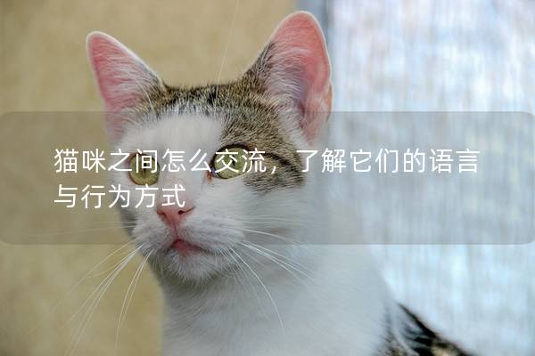 猫咪之间怎么交流，了解它们的语言与行为方式