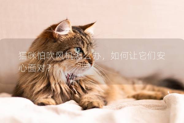 猫咪怕吹风机怎么办，如何让它们安心面对？