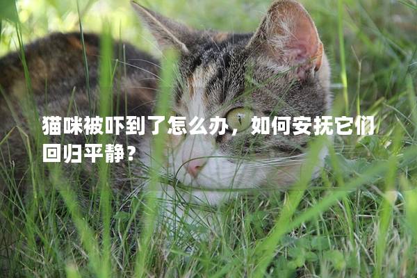 猫咪被吓到了怎么办，如何安抚它们回归平静？