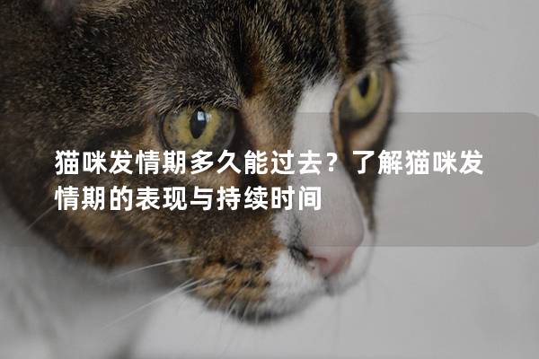 猫咪发情期多久能过去？了解猫咪发情期的表现与持续时间