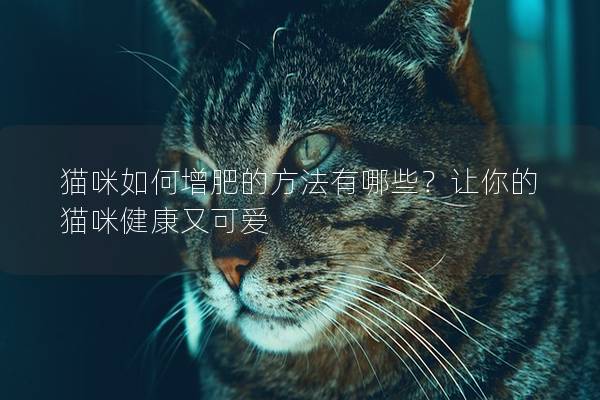 猫咪如何增肥的方法有哪些？让你的猫咪健康又可爱